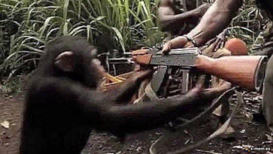 Un chimpanzé saisit une kalachnikov tenue par plusieurs hommes dans une zone de jungle, scène utilisée pour évoquer une réaction agressive.