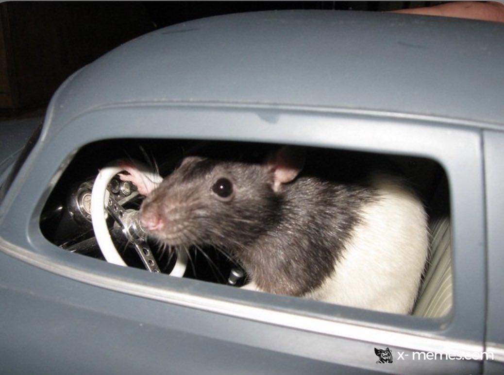 Mème : Rat conduit une voiture