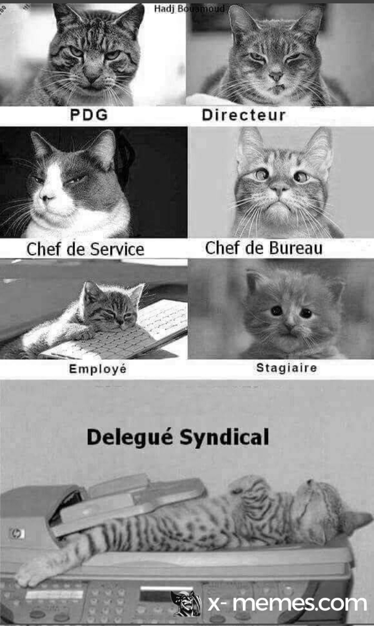 Mème : Organigramme félin