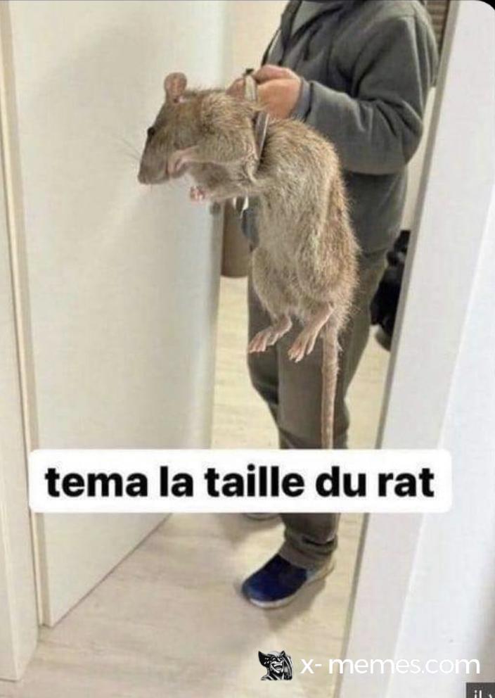 Mème : Tema la taille du rat