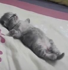 Mème : Chat allongé qui dort bras écarté (chat, allongé)