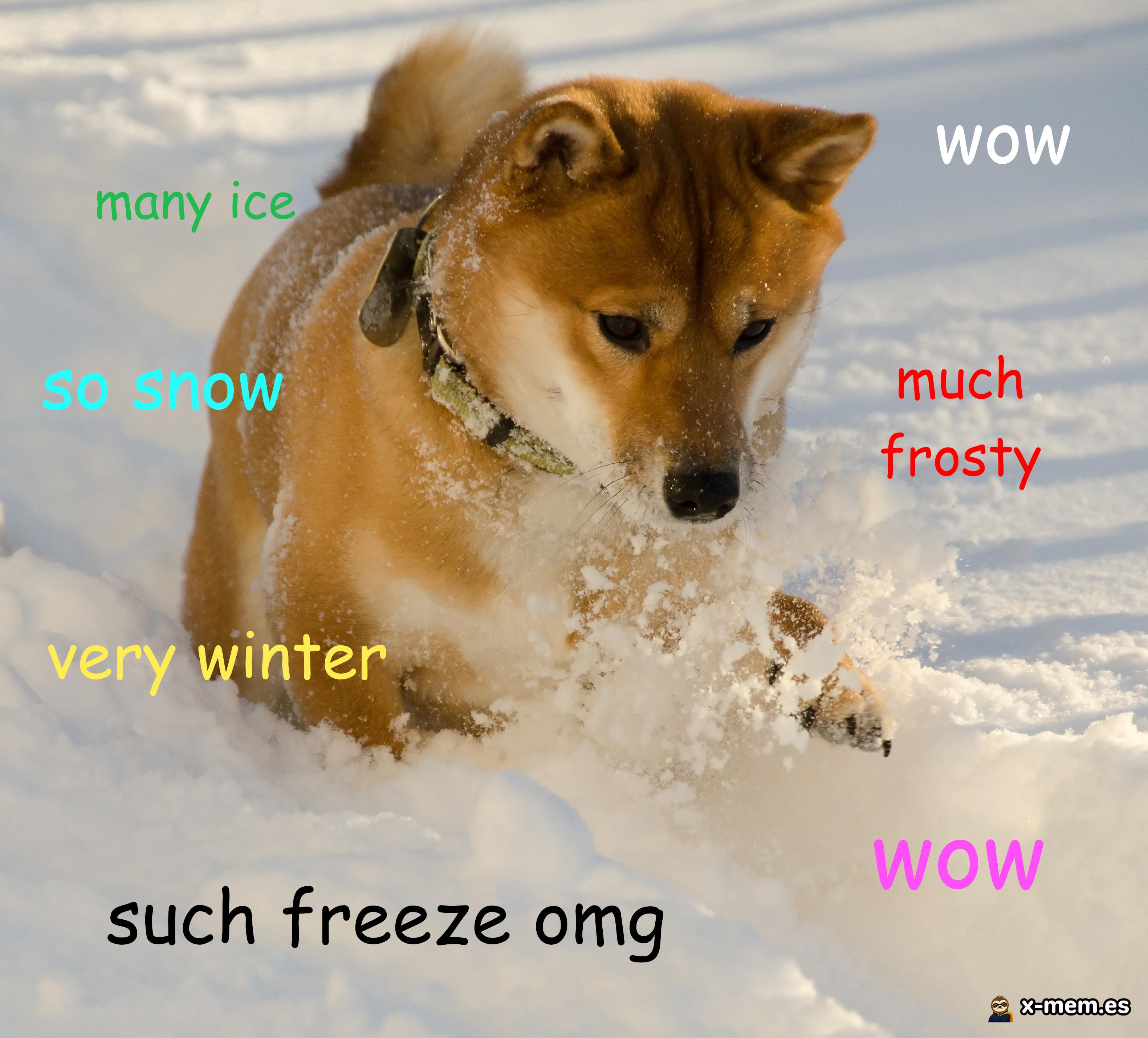 Mème : Doge (shiba inu, chien, culture internet, Doge)