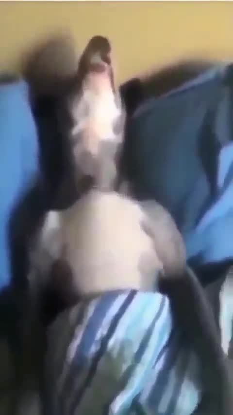 Mème : Chien qui ronfle fort