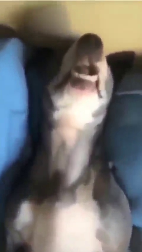 Mème : Chien qui ronfle fort