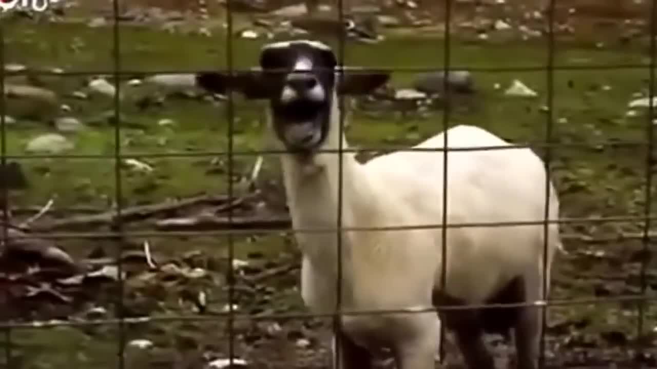 Mème : Chèvre qui crie