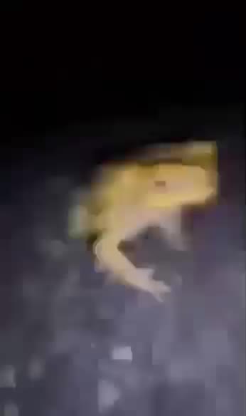 Mème : Lil Frog en exclusivité.