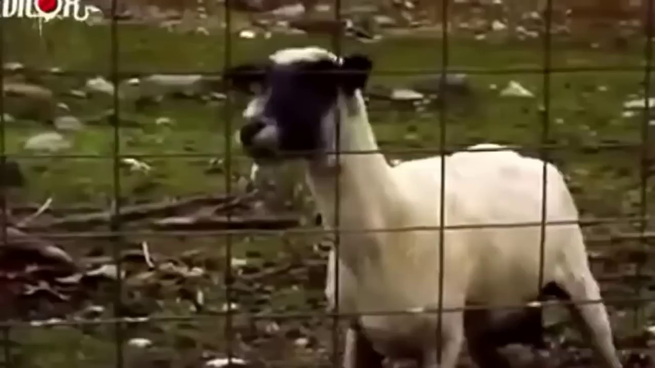 Mème : Chèvre qui crie