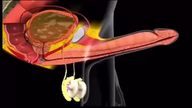 Mème : Pénis excité