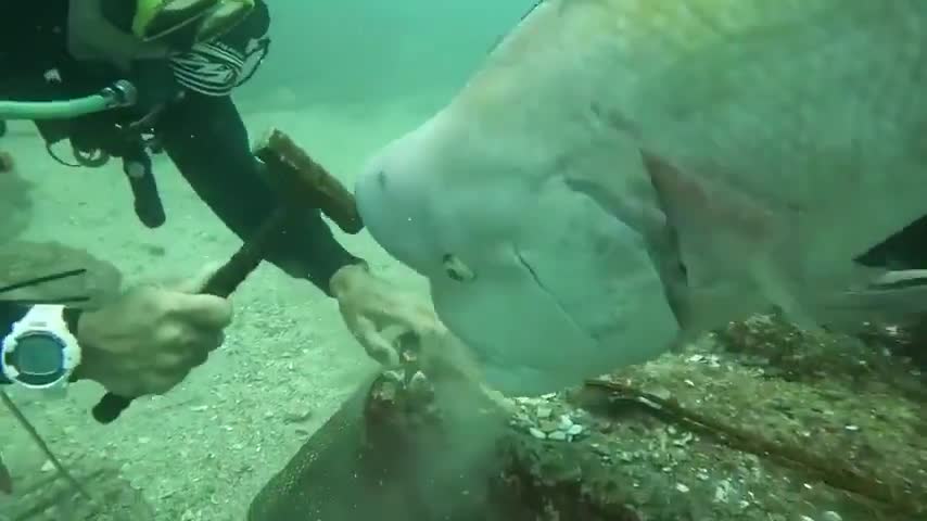Mème : Poisson Kobudai qui est curieux
