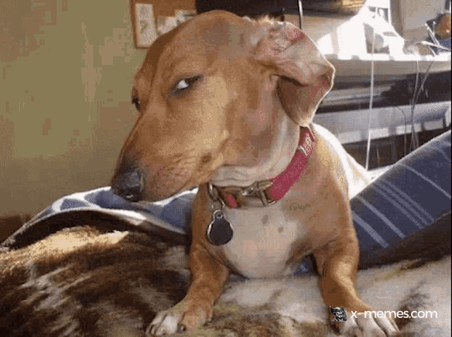 Mème : Chien regarde de côté